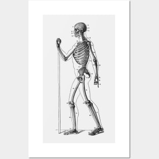 Side View Skeletal Diagram - Vintage Anatomy Posters and Art